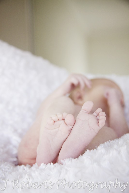 Newborn babies feet - baby portrait photography sydney